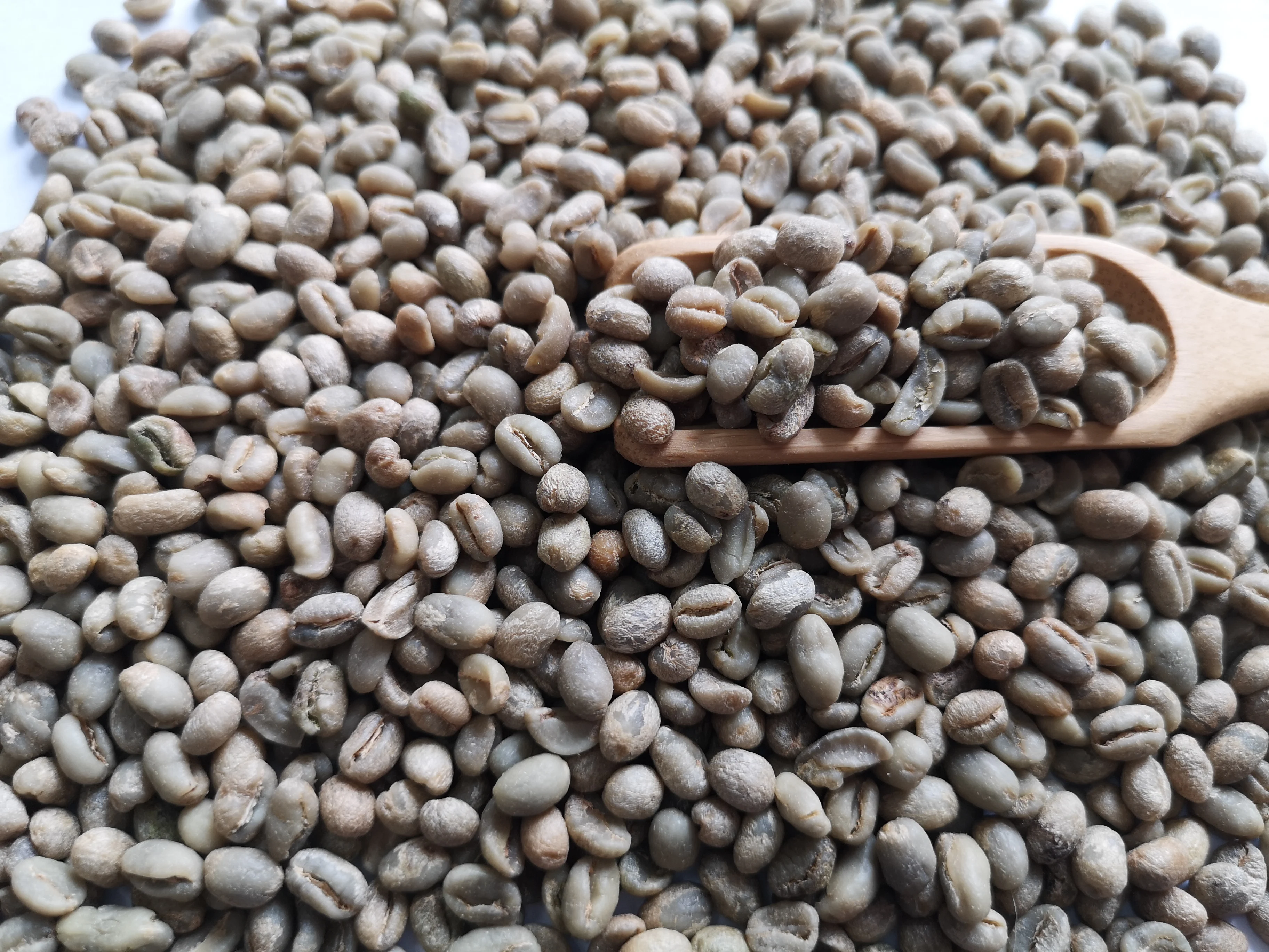 Chinese yunnan green coffee beans,screen 12-14,arabica coffee beans,