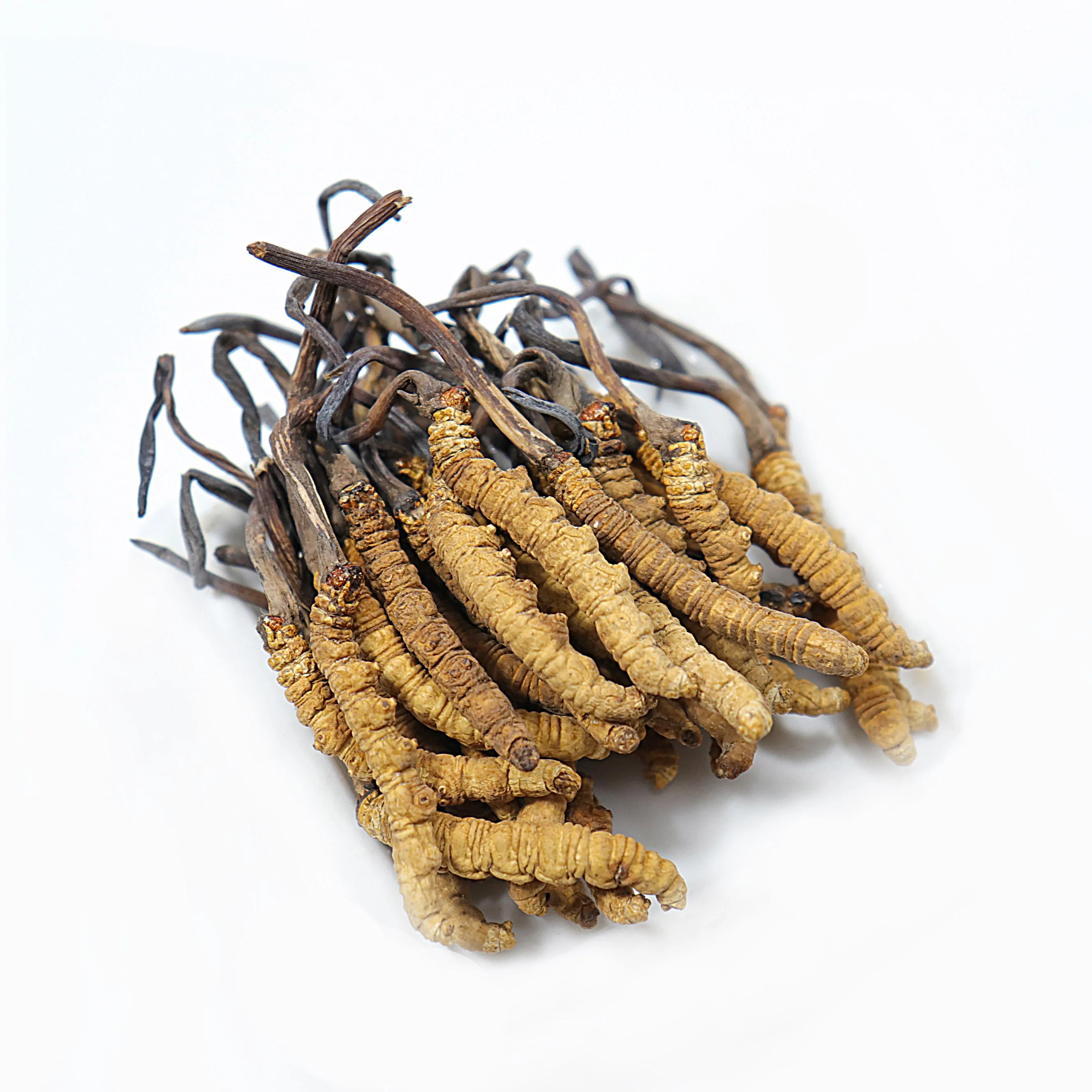 Pure natural bulk cordyceps sinensis mycelium whole dried cordyceps mushroom fungus