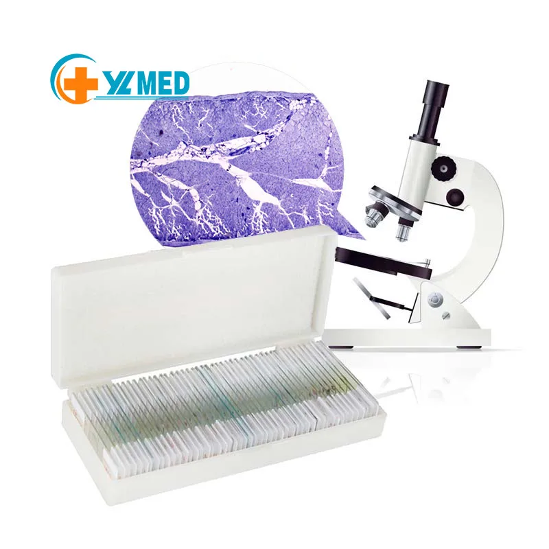 Factory produce microscope slides prepared slides in histology subject series teaching prepared slides 12 pcs set