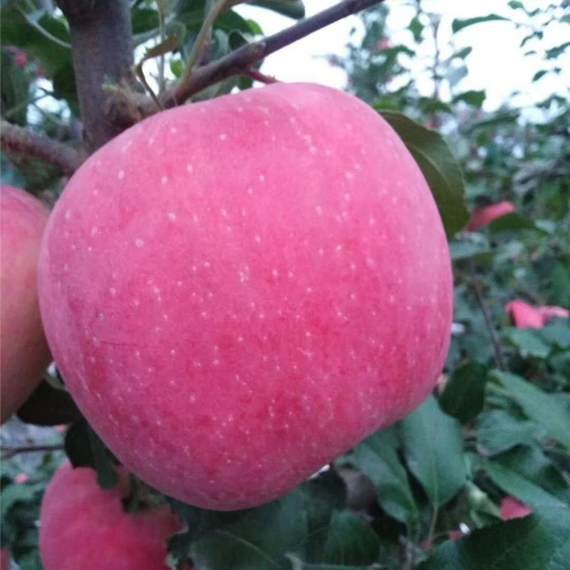 
Suntoday Ping guo zhong zi Самая низкая цена на рынке гибридные семена яблока fuji 1 кг/пакет 