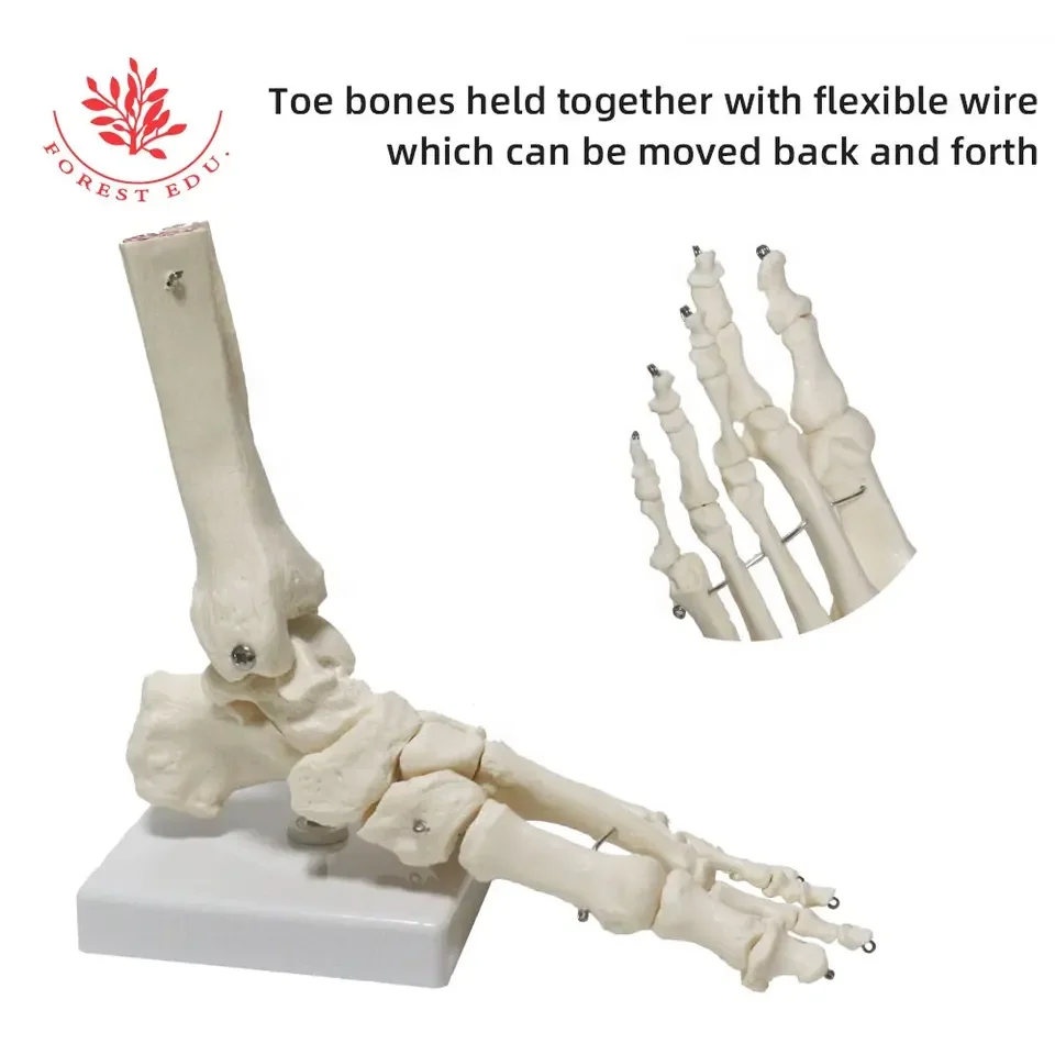 Anatomy Biological Bones Of The Foot Joint Model FRT027-01 PVC Material Foot Skeleton Model Flexible Skeleton Model