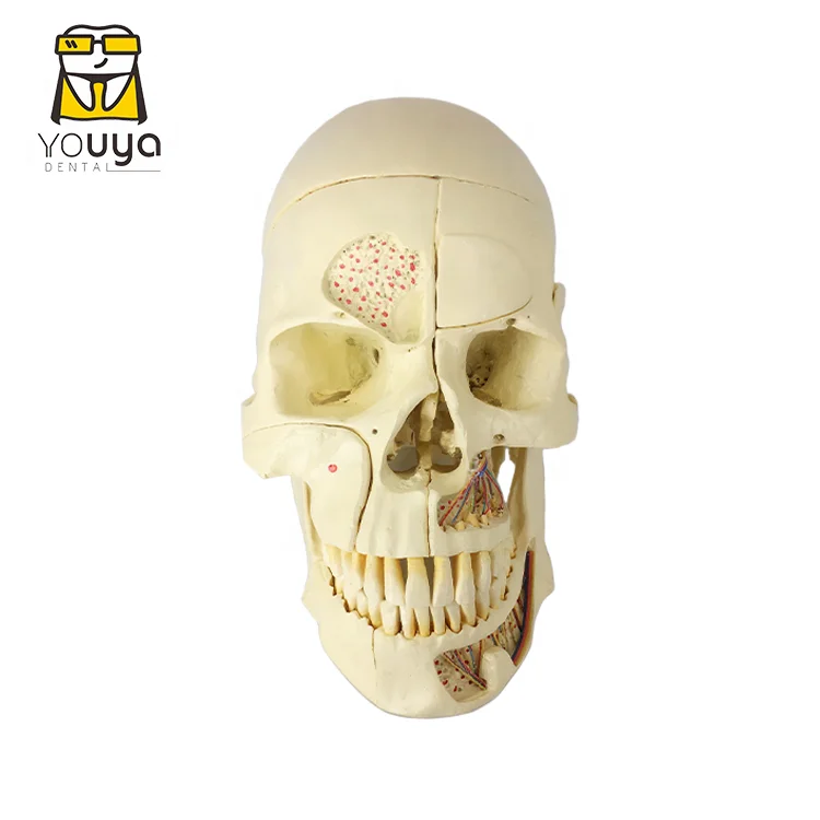 Medical Teaching Skull Model Dental Tooth Model For Training And Teaching