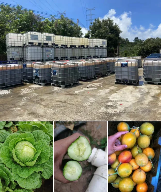 Special for Cucumber Tomato Biostimulant  Peptide Fertilizer Improve Taste Enhance Flavor Raise Production