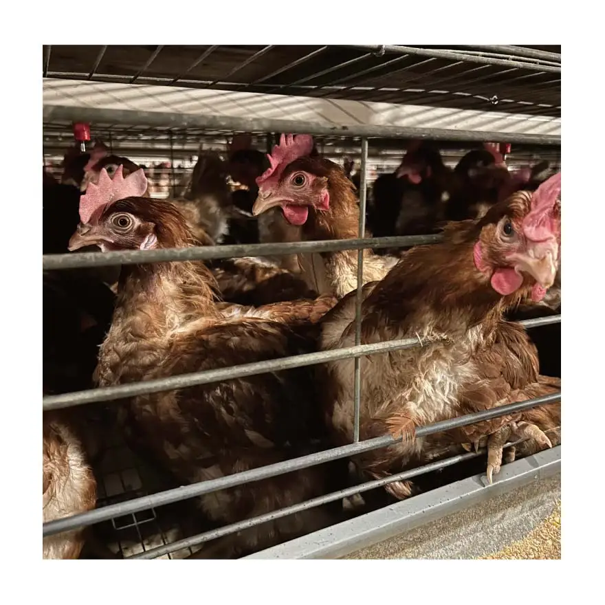 Высококачественная клетка для куриных яиц для птицы Innaer