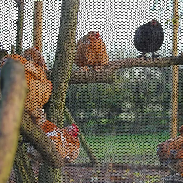 Heavy-Duty Colorful Hexagonal Plastic Poultry Netting for Temporary Yard and Garden Fencing