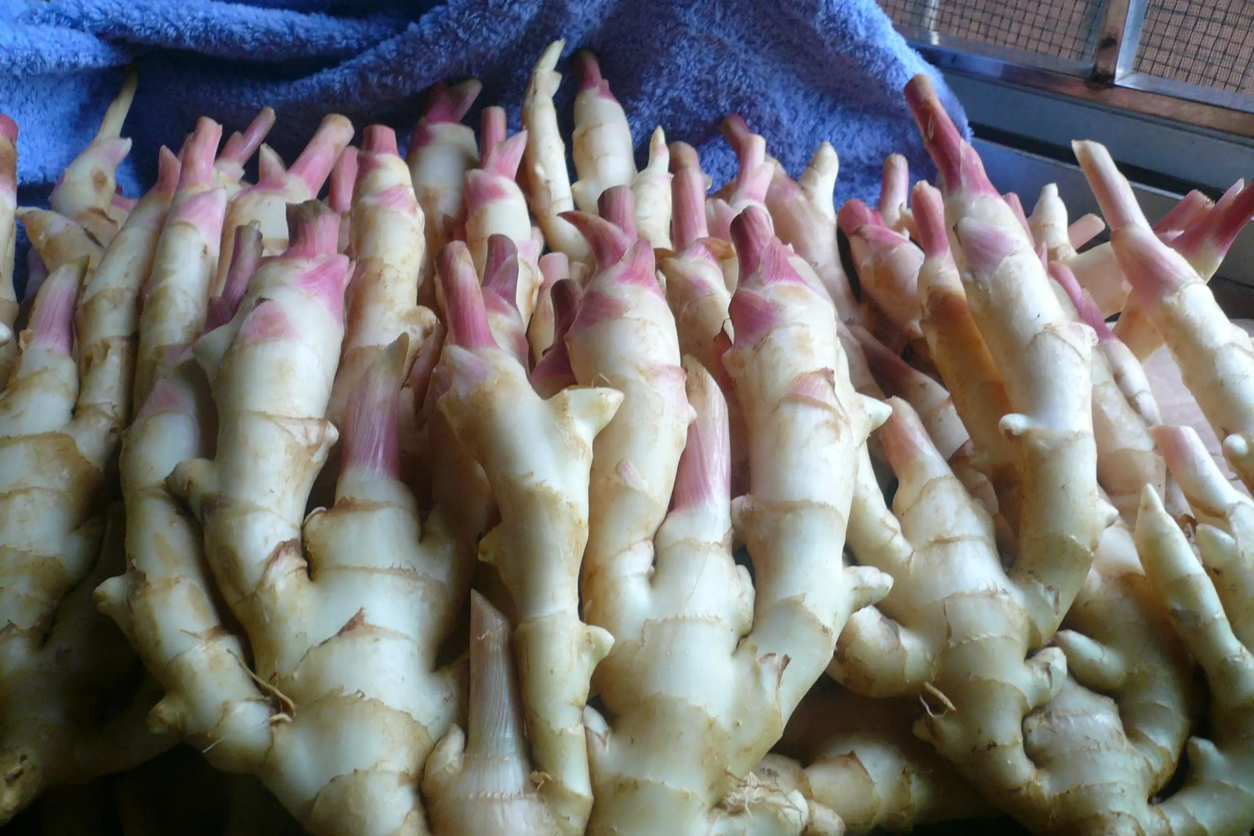 Предотвратить болезни уникальные продукты сельскохозяйственные удобрения важные функции для китайской капусты чеснока