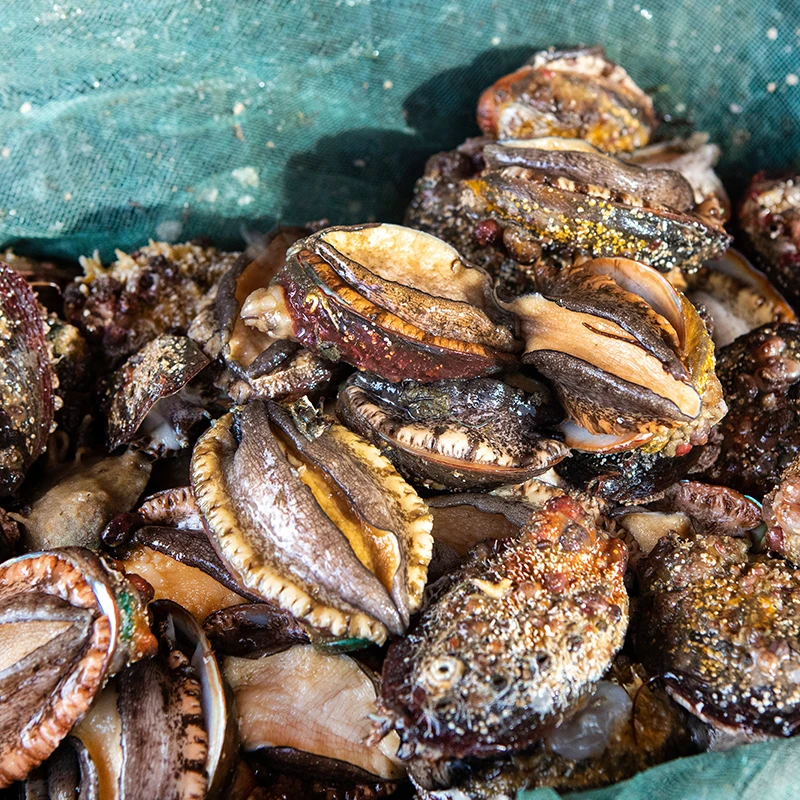 Nice Authentic Abalone Segments Meat Freeze Dryer FD methods High in nutrition OEM ODM acceptable packing customization