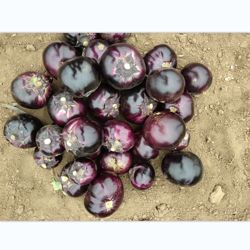 
2021 F1 Hybrid Round Eggplant Seeds for Growing Planting 