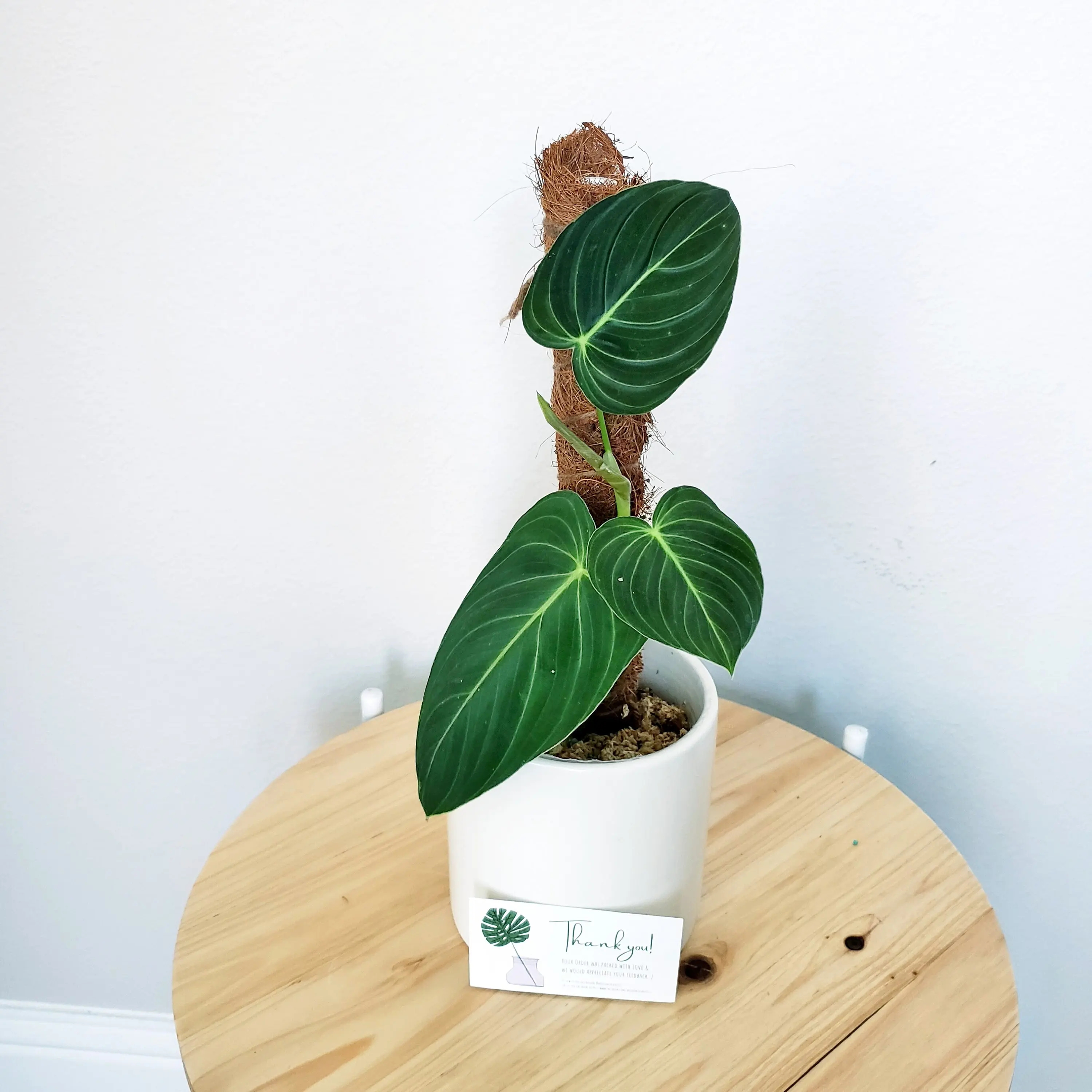 Дешевая оптовая продажа тропических растений philodendron Гибридный Philodendron Melanochrysum