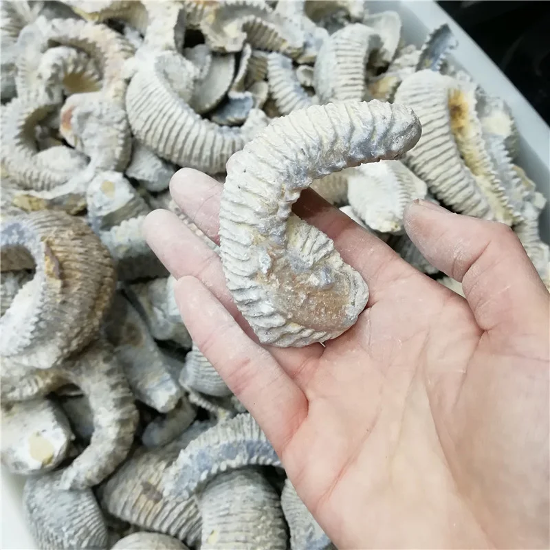 Оптовая продажа, натуральный полированный нефритовый узор, аммонит, ископаемый мадагаскарский