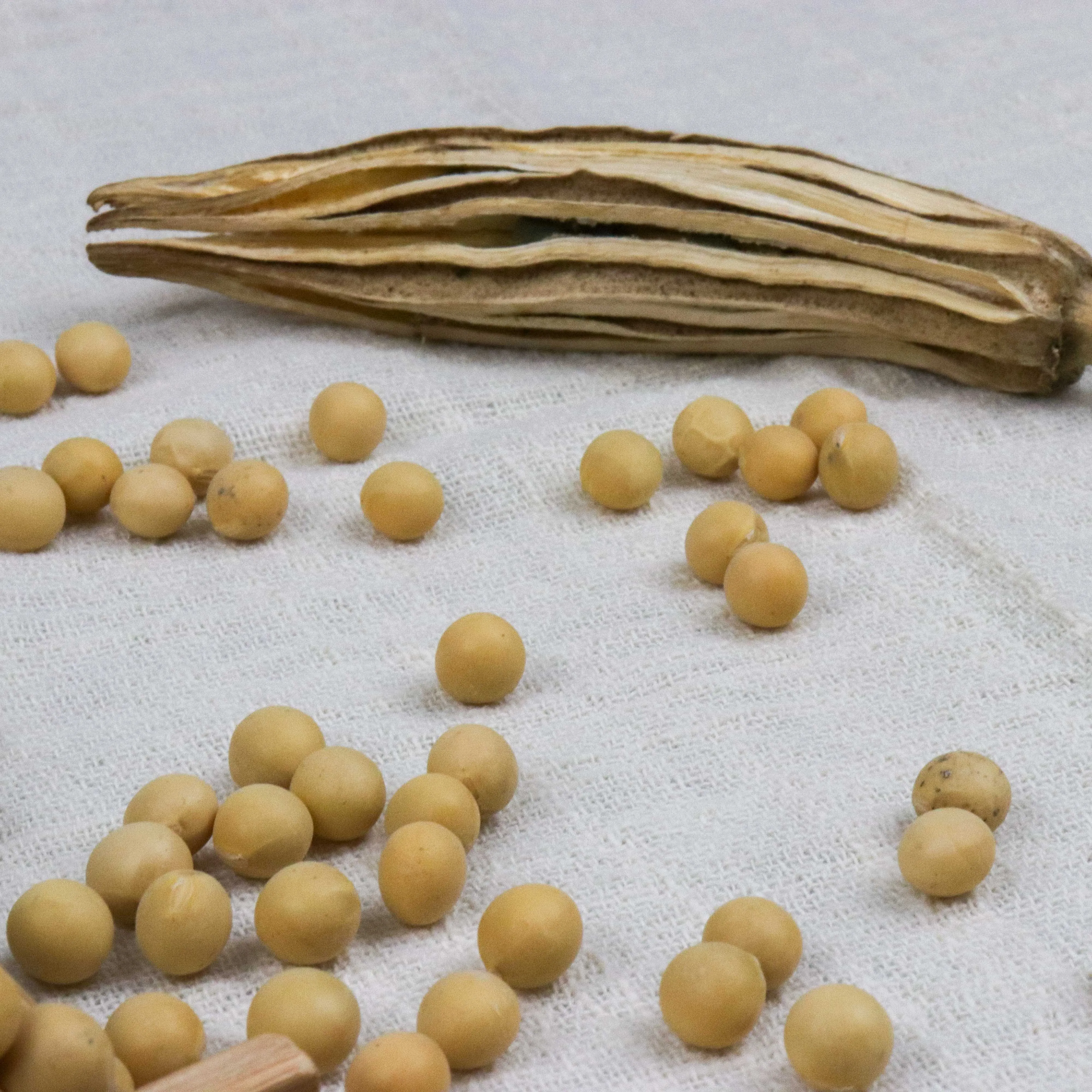 
Newest Crop Yellow Soybean Organic Soybean Non Gmo Soybean ECOCERT Certified Chinese High Protein Soya Bean 