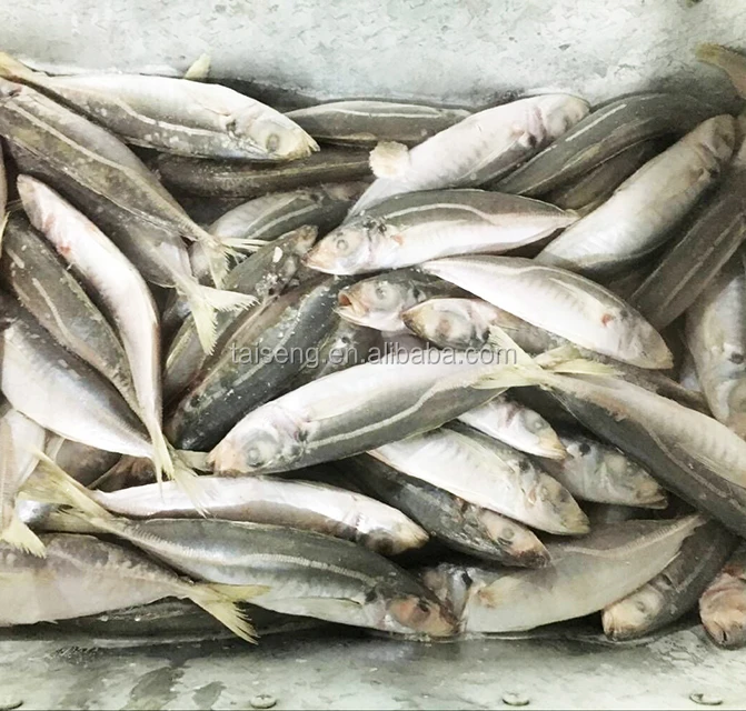 Высокое качество, IQF, круглая скумбрия, 80-100 шт. в коробке