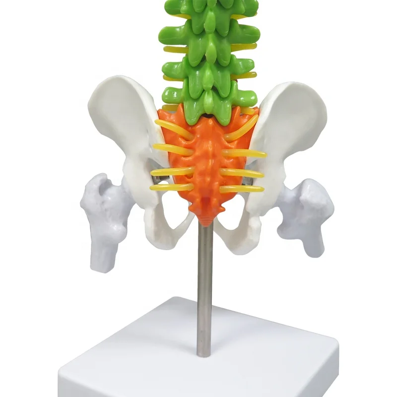Didactic Teaching Vertebral Column with Pelvis Spine Sacrum Coccyx Spine Model