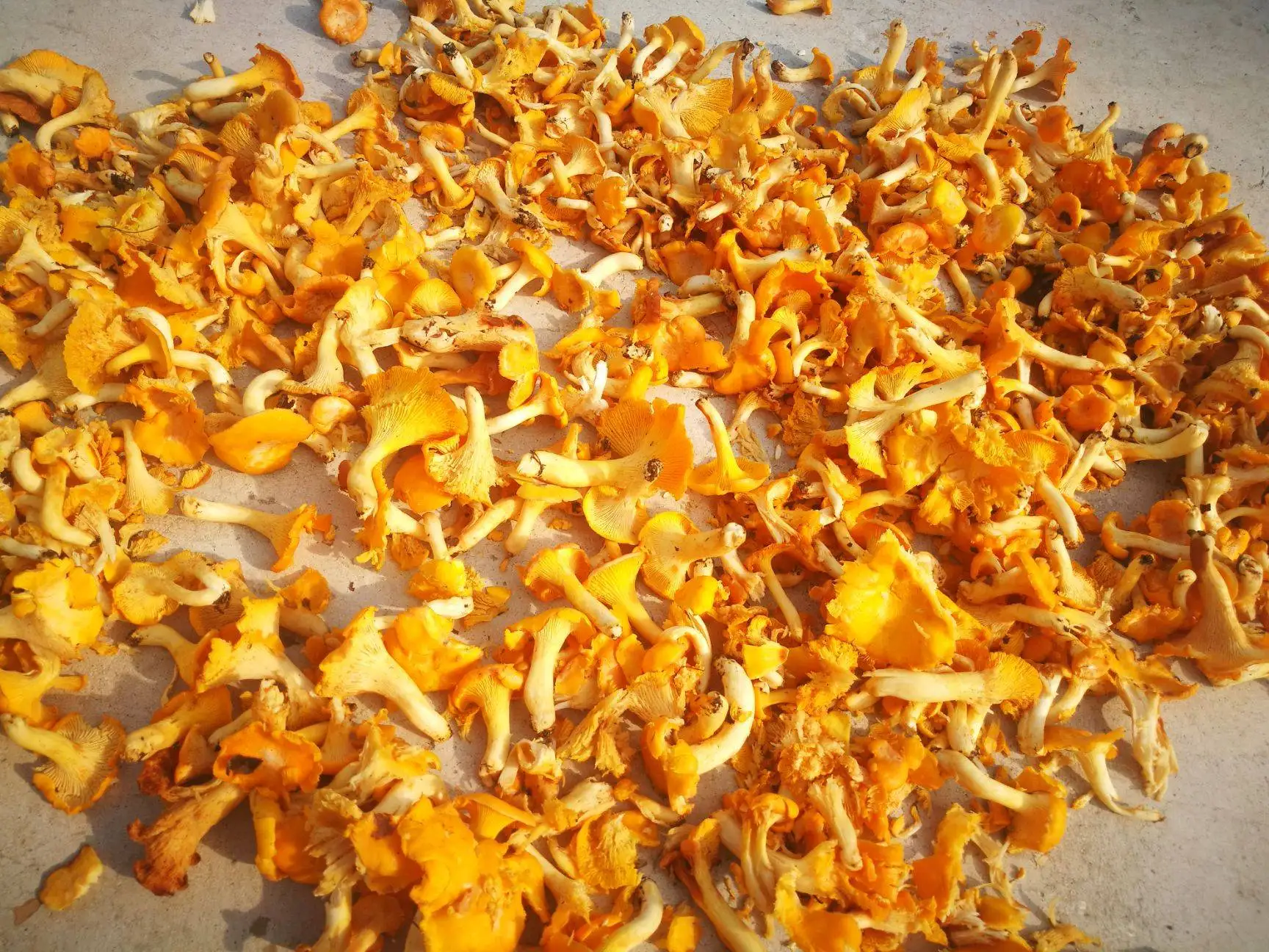 Dried wild chanterelle mushrooms Cantharellus Cibarius