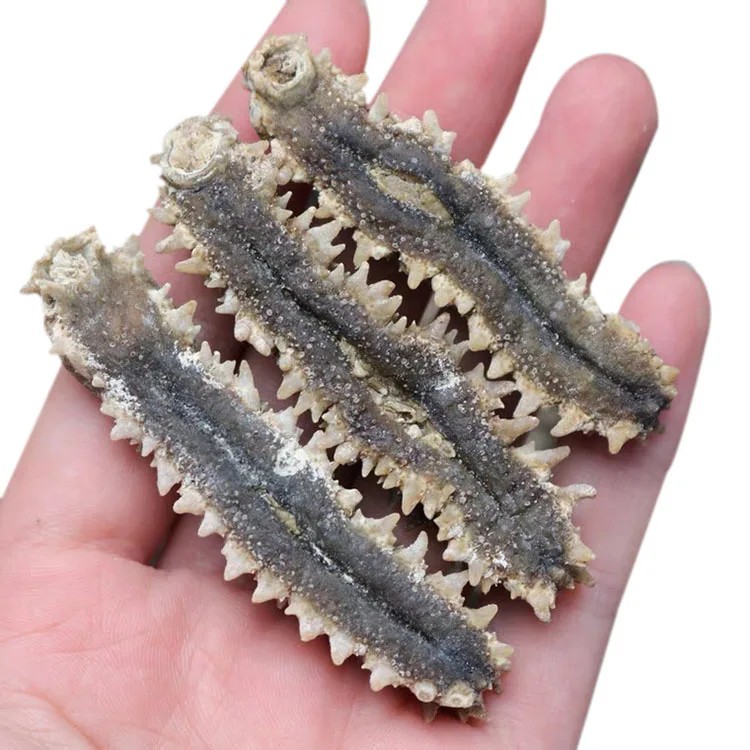 High Quality Tubular Sea Cucumber Price Of Dried Sea Cucumber