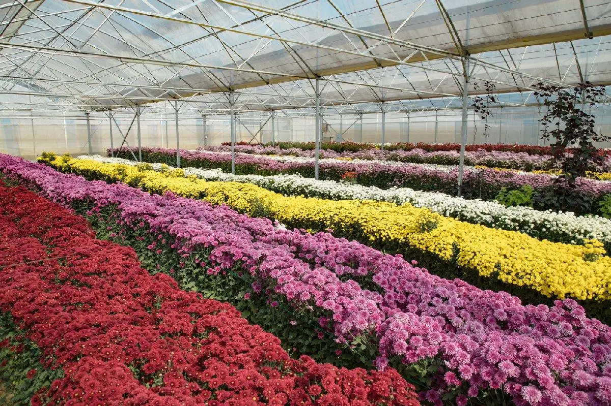 Low price Arches Tunnel Poly Film Green House for Agriculture Farming