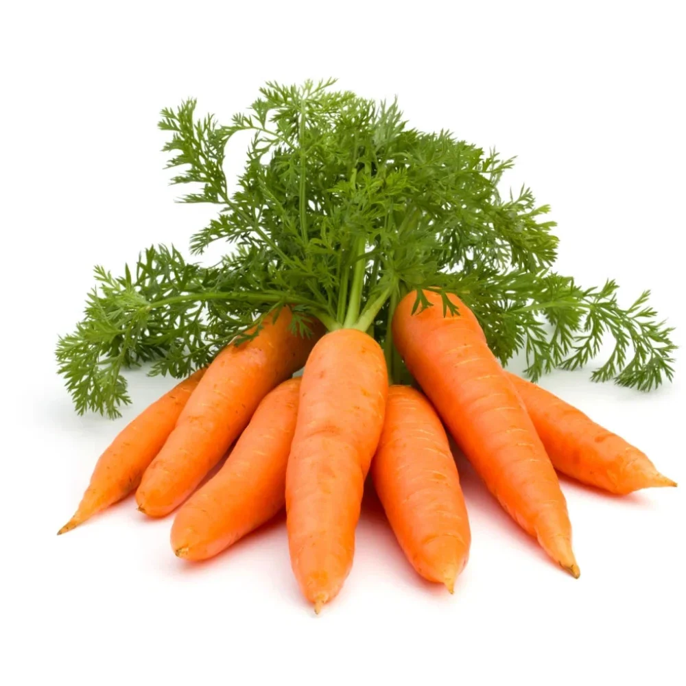 Оптовая продажа, свежая красная морковка, обычное культивирование, экспортное качество, оранжевый натуральный сладкий от вьетнамского производителя