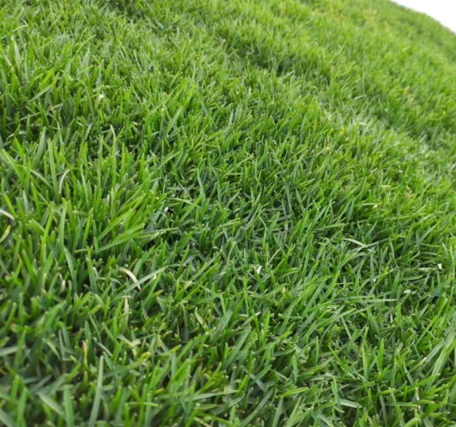 Good quality tall fescue grass seeds both used for lawn land or animal feeding