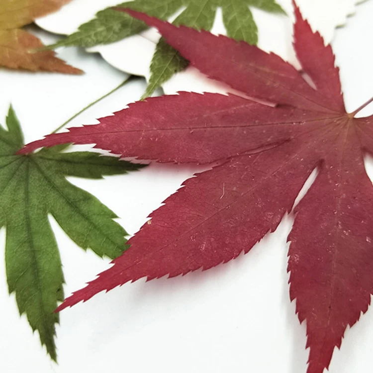 I637 Maple Leaves Dried Natural Real Leaves Craft Bookmark Decorations Multiple Colors