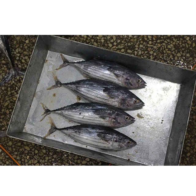 Fresh Style Price Whole Fresh Skipjack Tuna For Sale