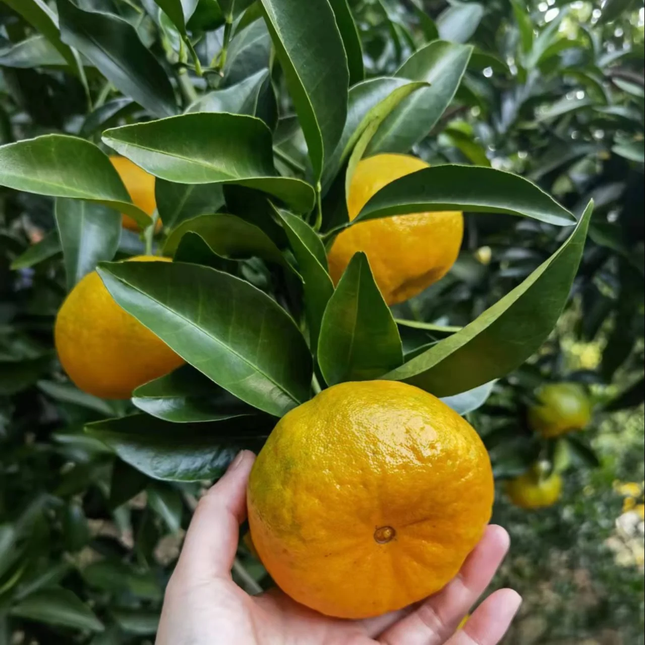Fresh Ponkan Mandarin Orange