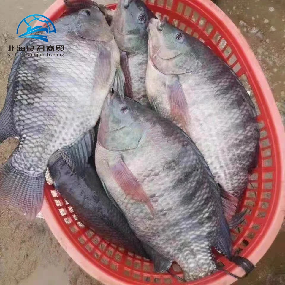 Wholesale and hot selling tilapia fish price cheap in Chinese factories 300-500g whole Tilapia mossambica