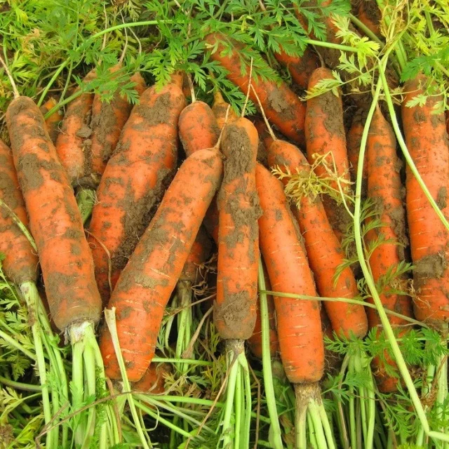 Cheap Price Chinese New Crop Fresh 150-300 G Carrots Fresh 100% For Sale