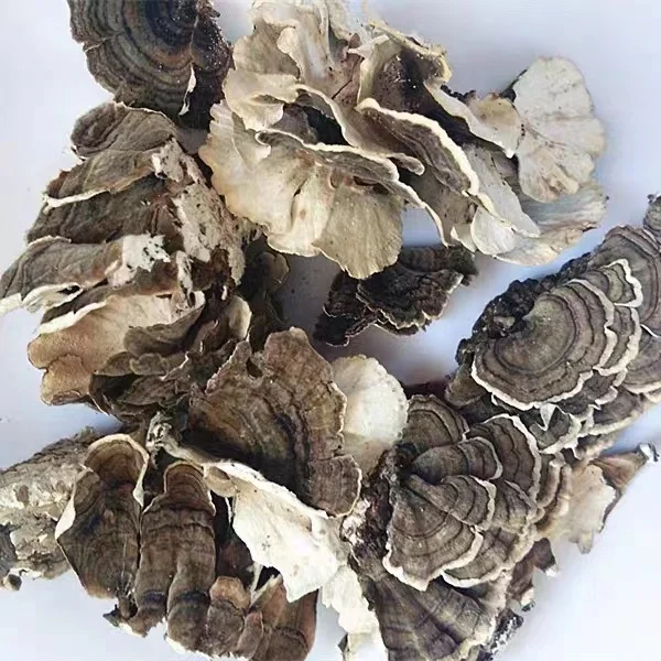 Yun Zhi Wholesale Dried turkey tail