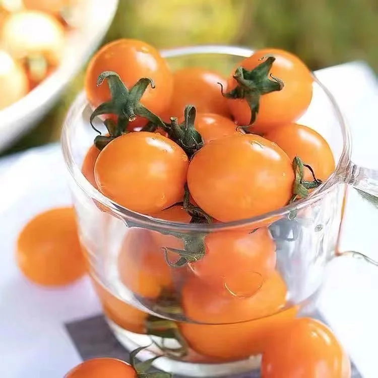 
Wholesale Chinese Semi-determinate Cherry Tomato Seed For Planting 