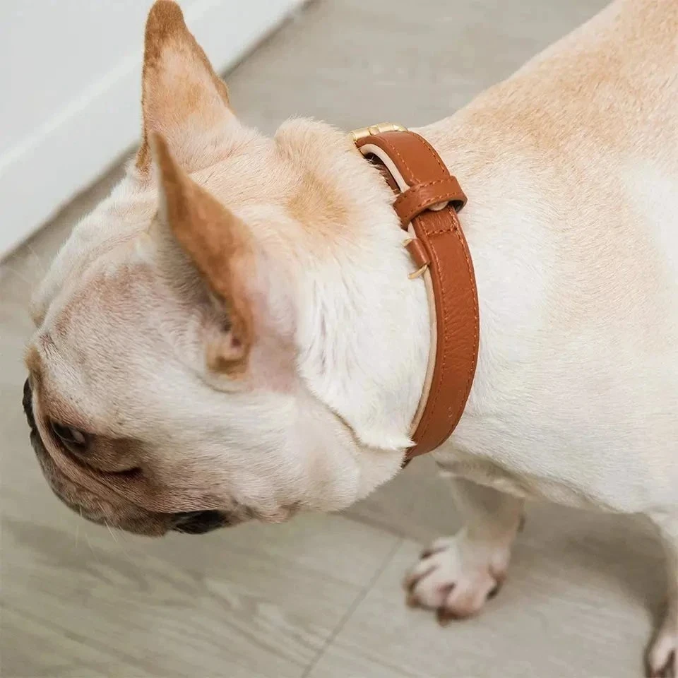 Premium Genuine Leather Strong Durable Padded Adjustable Buckle Leash Attached D Ring Dog Collar Outdoor Gear