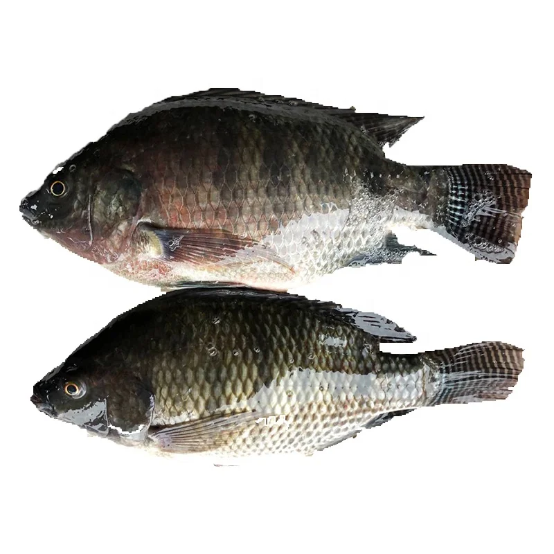 Китайская экспортная африканская еда лучшая свежая замороженная рыба тилапии