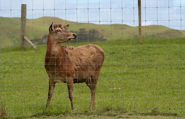 M8/100/15 Stock Fencing Medium