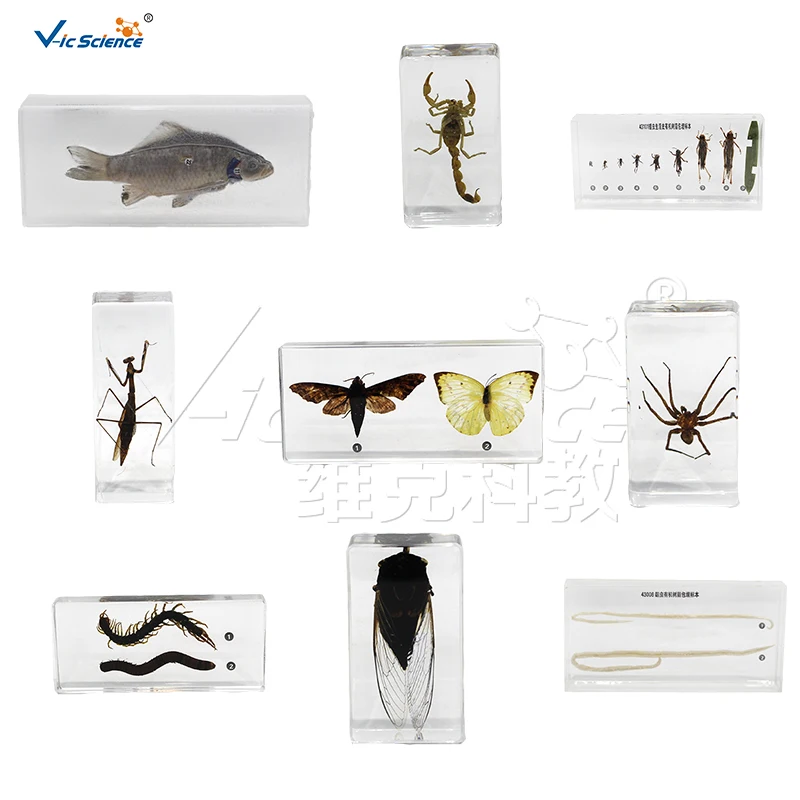sorghum germination process specimen teaching specimens plant specimen teaching equipment for primary and secondary schools