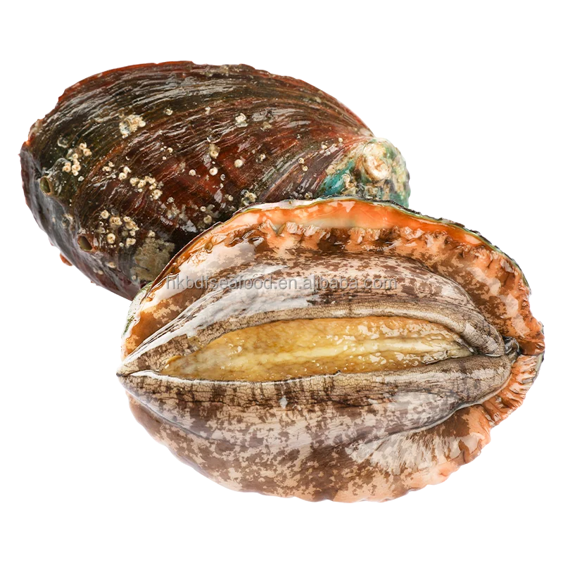 Морское ушко с раковиной Fujian