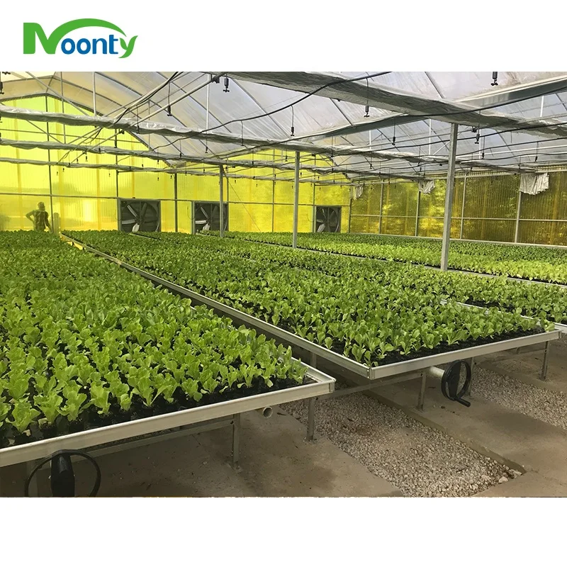 Middle East Corrugate Polycarbonate Agriculture  Green House High Quality PC Sheet Multi Span Greenhouse