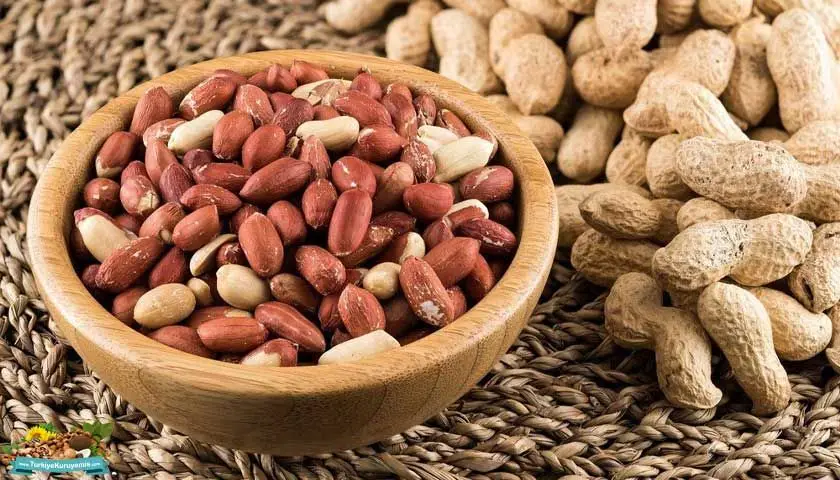 Best Quality Turkish BLUEBERRIES Organic Blueberry