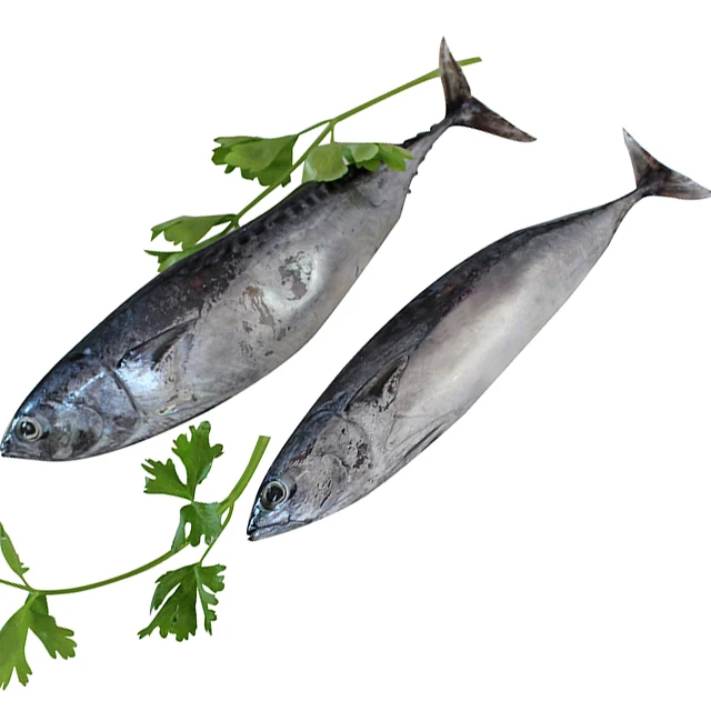 Высокое качество, Бонито, индонезийский консервированный тунец, цена