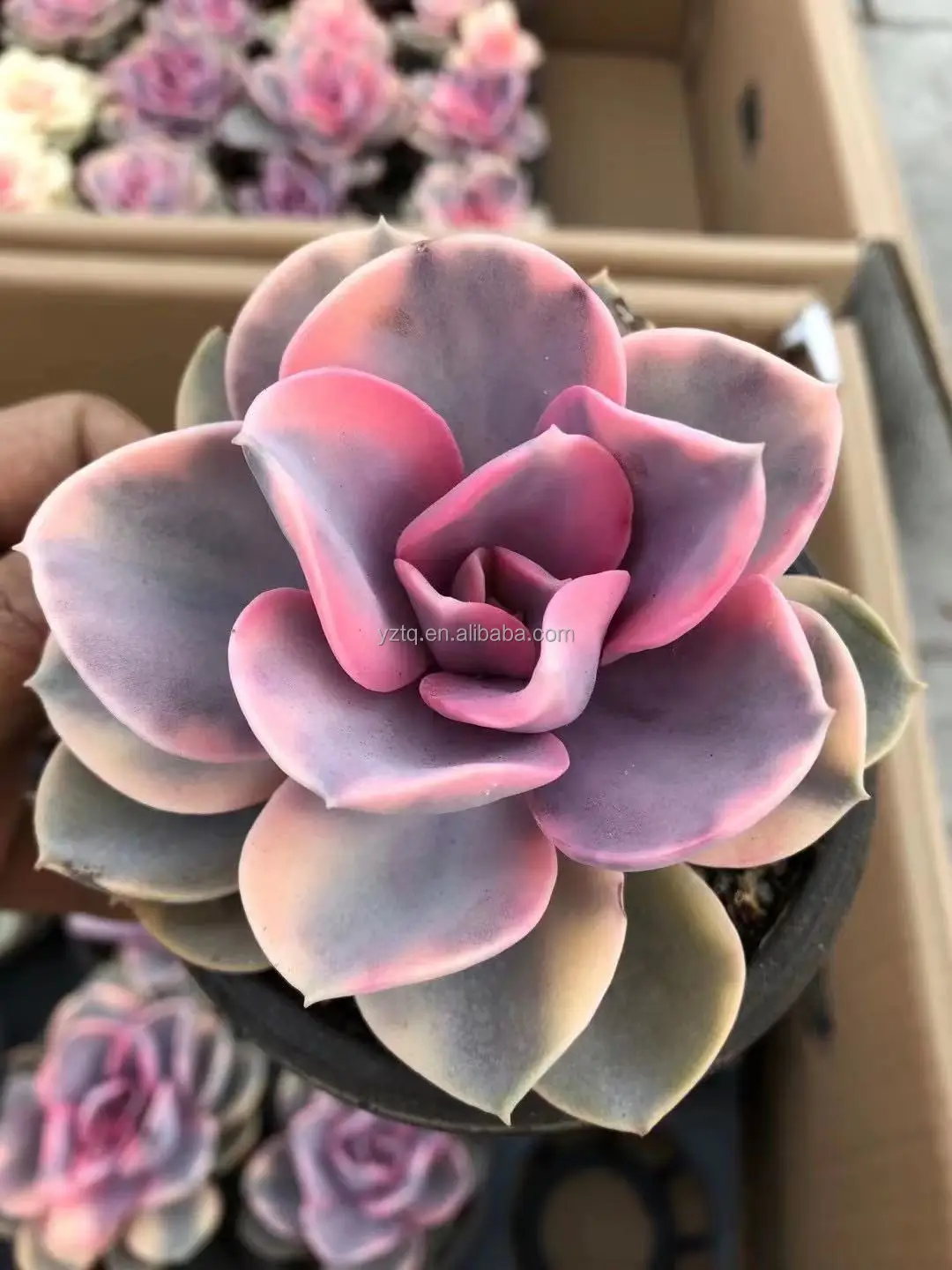 Редкие растения cheveria Радужный Розовый цвет суккуленты реальное растение небольшого размера Таиланд суккуленты кактус живое растение