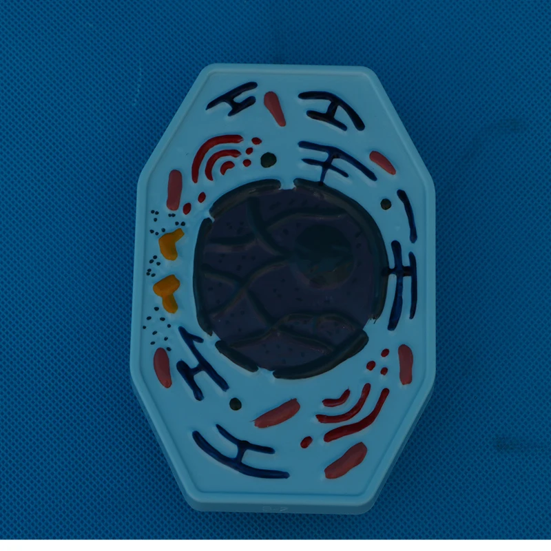 Teaching instruments: Animal and plant cell mitosis and meiosis models