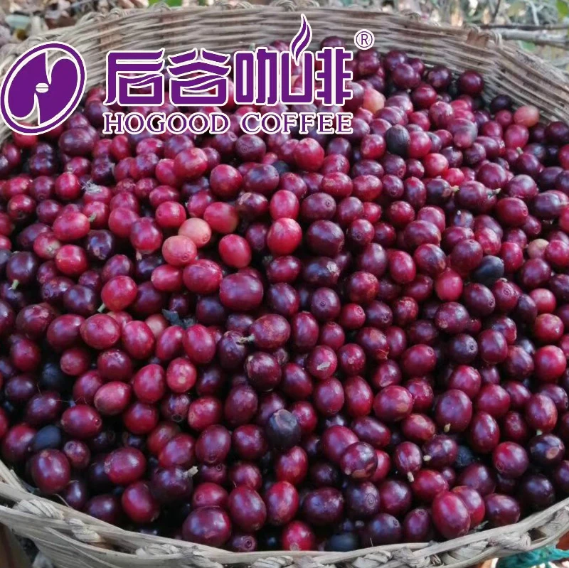 Класс АА экран 18 Арабика зеленые кофейные зерна