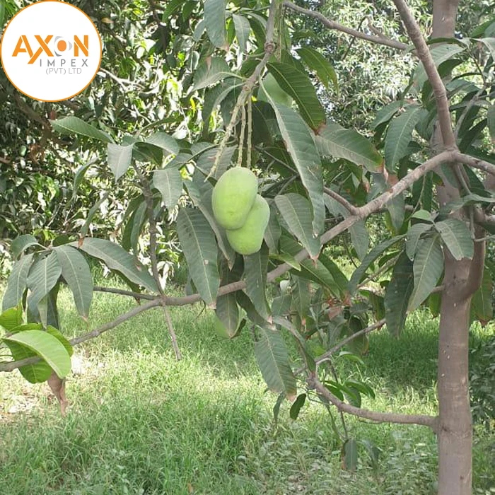 Пакистанское Mausami Chaunsa манго 100% органическое