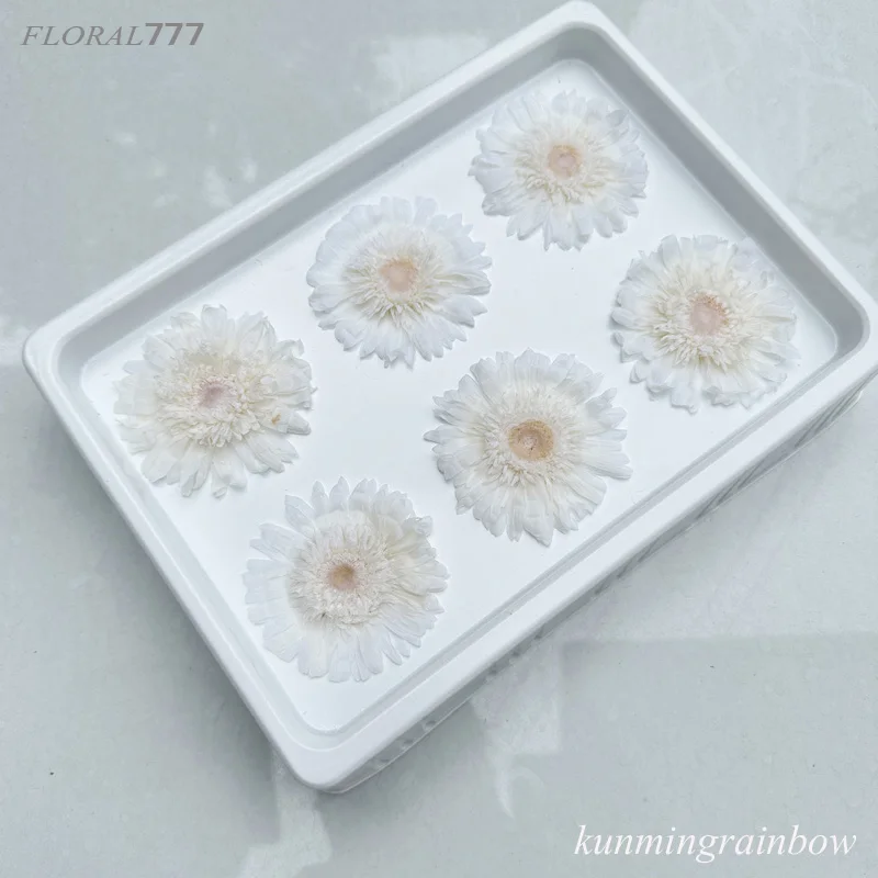 100% Natural Everlasting Preserved Gerbera Daisy Flowers For Floral arrangement