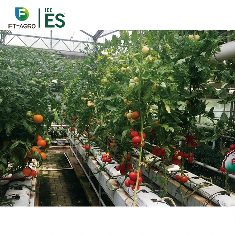 Сельскохозяйственная гидропонная система выращивания томатов, выращивание водосточных желобов