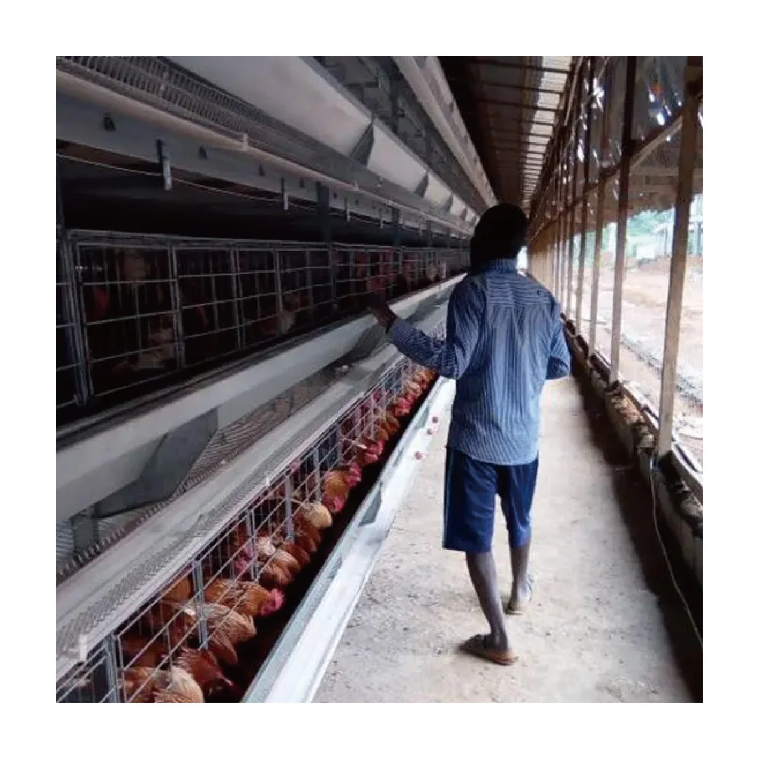 Модное автоматическое оборудование для птицефабрик хорошего качества