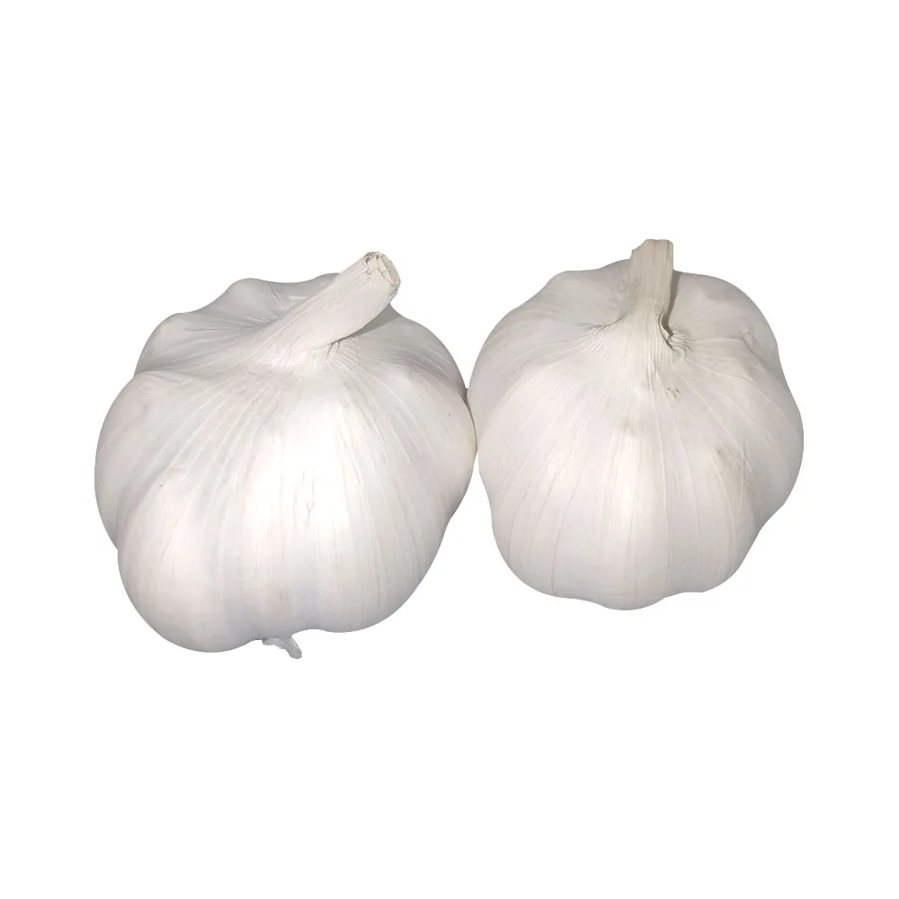 
Hot sale normal white garlic kitchen seasoning to remove fishy fresh organic garlic 