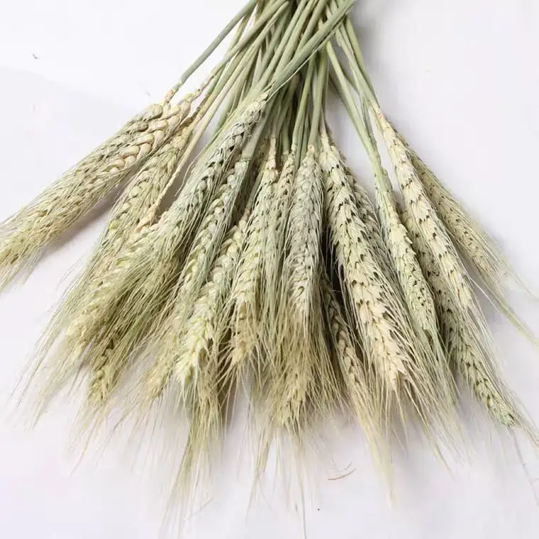 Whole Sale Fall Flower Arrangement Cheap Colorful Barley Straw Dried Wheat Flower