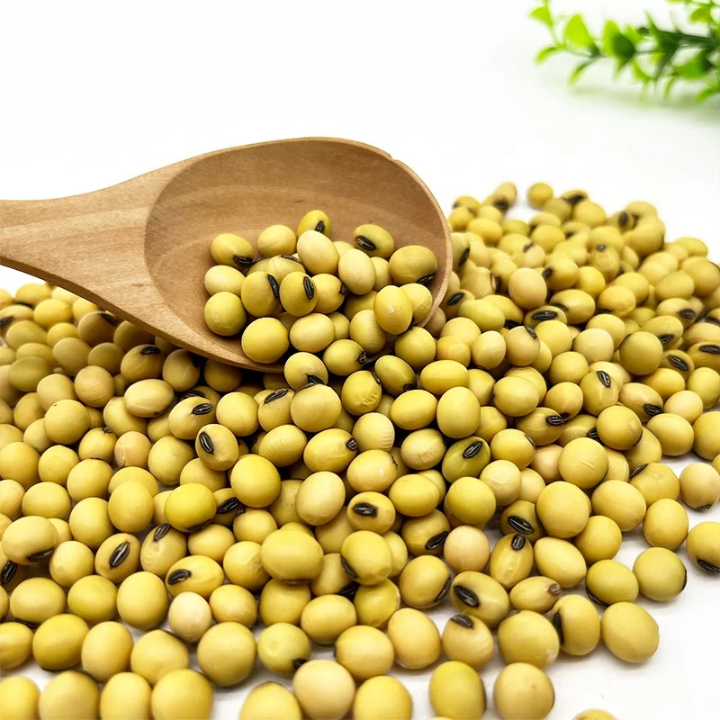 Non-GMO High Grade Good Quality Soy Beans Raw Soybean Grain Organic Bulk Soybean Seeds For Food