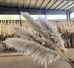 Amazon Hot Selling DriedNatural Flowers 120cm Long Beige Brown Large Pampas Grass for Wedding Home Decoration