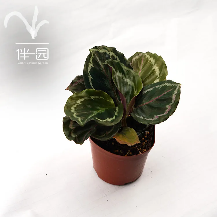 
Wholesale Natural green Plants Bonsai Calathea Medallion 