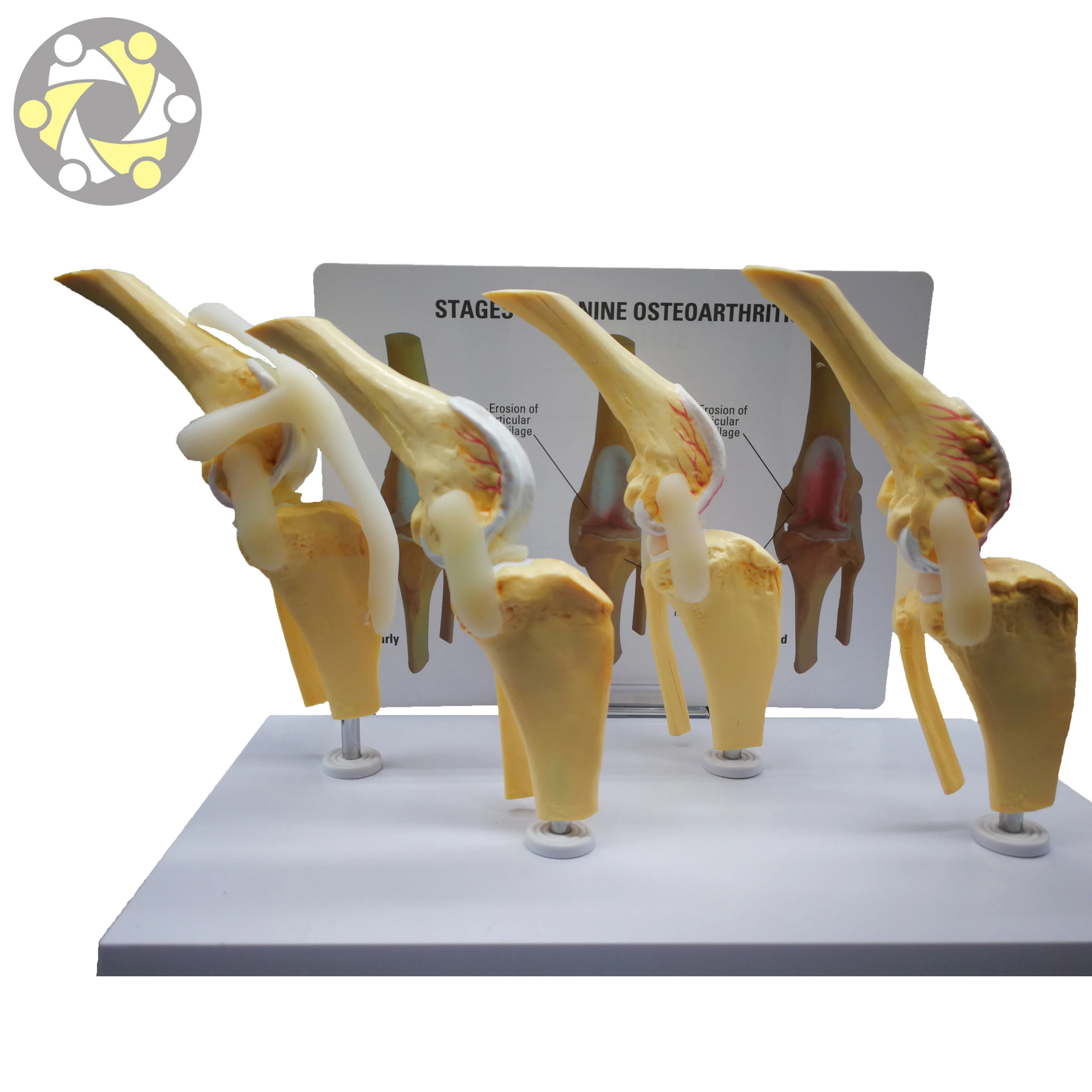 Biological Plastic  Anatomy Pvc Dog Artificial Knee Joint Model